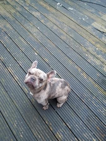Image 4 of 22month old blue Merle french bulldog