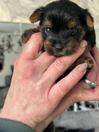 Image 10 of Beautiful Yorkshire Terrier Puppies