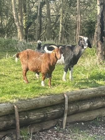 Image 3 of Three Friendly female breeding goats