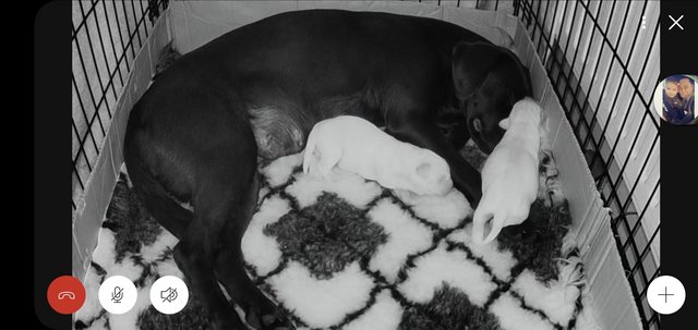 Image 6 of Stunning KC registered labrador pups *ONLY 1 LEFT*