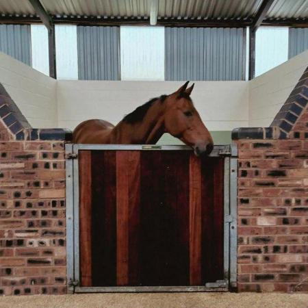 Image 2 of Horse available for loan near Lapworth