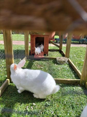 Image 1 of New Zealand White rabbits Last one