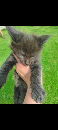 Image 6 of Adorable Maine Coon kittens