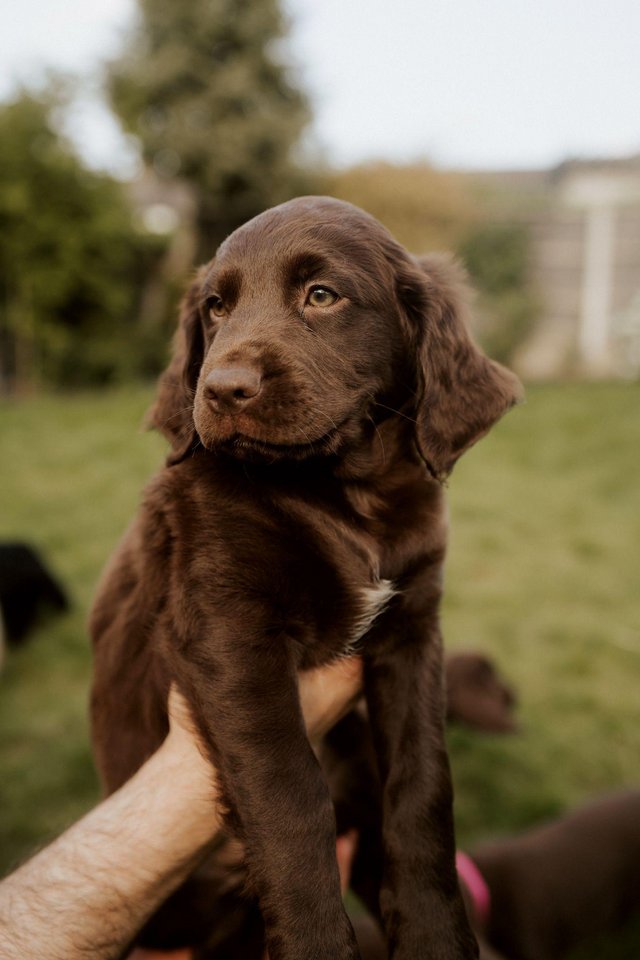 Preview of the first image of Retriever spaniel mix puppies available from 9 weeks.