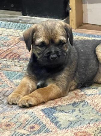 Image 2 of SLEM clear Border Terrier KC Registered puppies