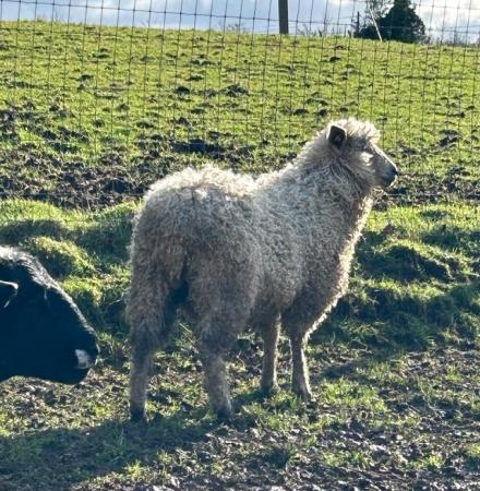 Image 1 of Lovely Wether Lincoln x Teeswater Sheep