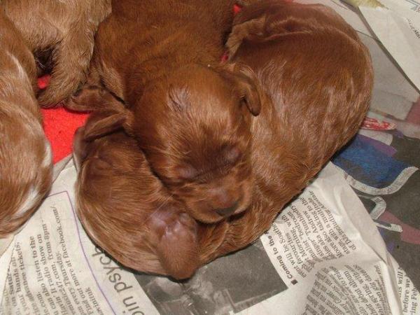 Image 12 of RED KC REG TOY POODLE FOR STUD ONLY! HEALTH TESTED