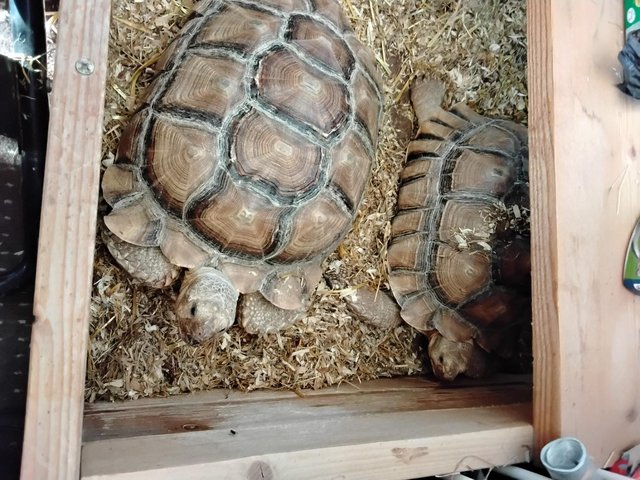 Two 7 year old male sulcata tortoises