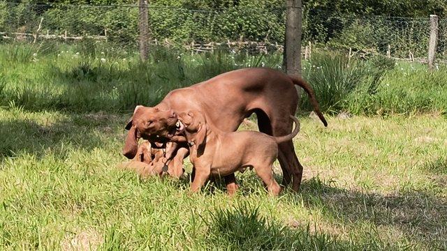 Image 1 of Hungarian Vizsla pups available NOW