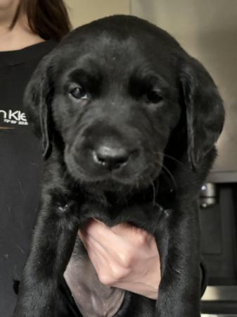 Image 5 of 11 week old black Labrador girls