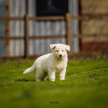 Image 10 of White GSD Puppies for sale