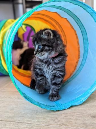 Image 10 of Beautiful Kittens For Sale ( Last Tabby Girl Available )