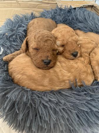 Image 7 of Red Toy poodle puppies reduced price as last one