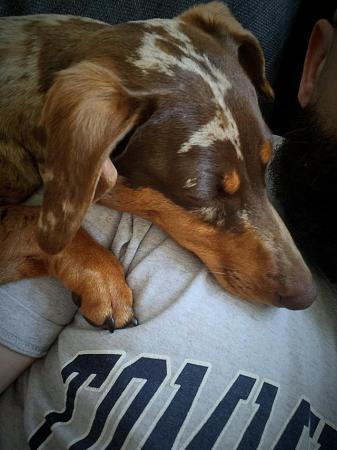 2 miniature dachshunds, 18 months old for sale in Dulwich, Southwark, Greater London - Image 7