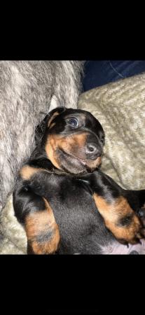 Image 9 of Dachshund pups ready to leave now!!