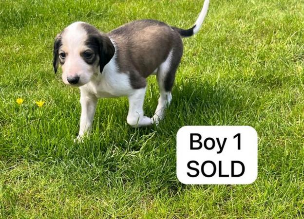 Image 7 of Saluki puppies for sale ( only 1 left)