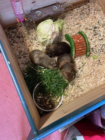 Image 4 of 5 baby guinea pigs £25 for all 5