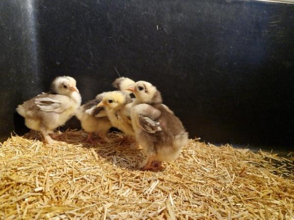 Image 2 of Easter Chicks Available!   Multiple Breeds