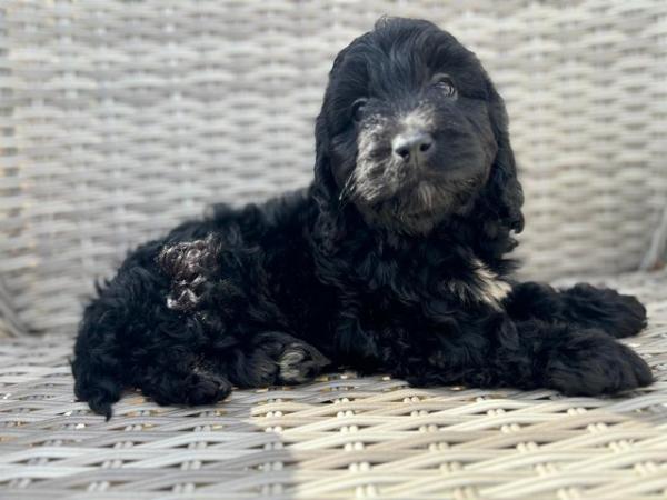Image 5 of Gorgeous cockapoo all girls looking for new homes
