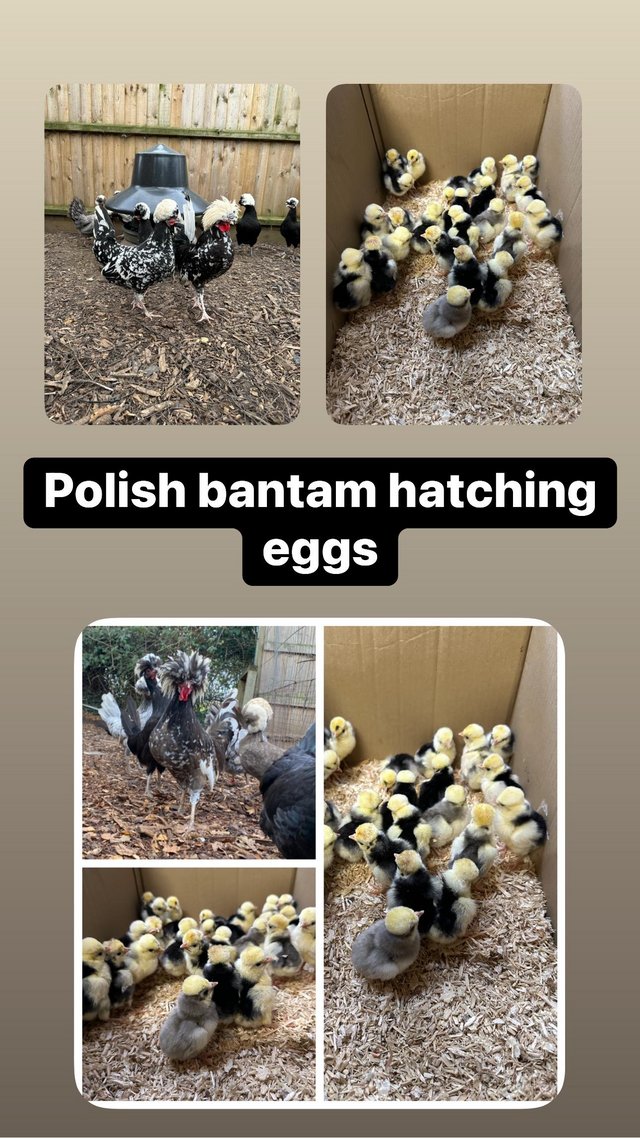 Preview of the first image of Hatching/fertile bantam and large fowl eggs.