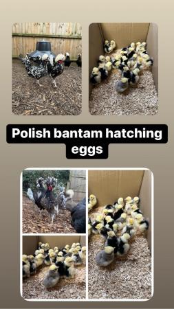 Image 1 of Hatching/fertile bantam and large fowl eggs