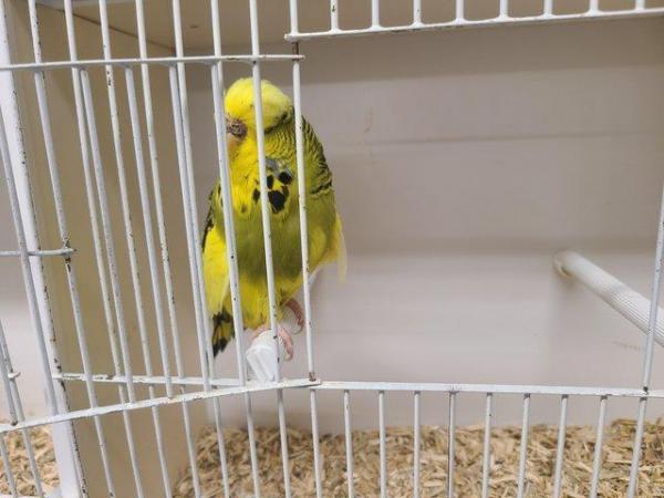 Image 5 of Exhibition budgerigars for sale