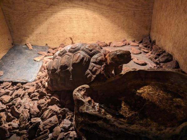 Image 1 of Two redfoot tortoises forsale