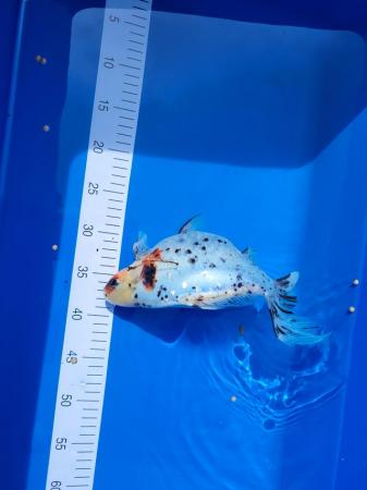 Image 3 of Large shubunkin goldfish