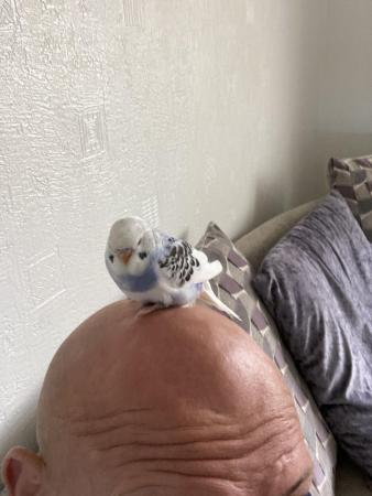 Image 5 of hand reared baby budgie