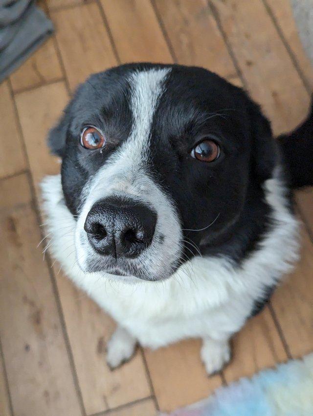 Preview of the first image of 3 year old border collie *sid*.