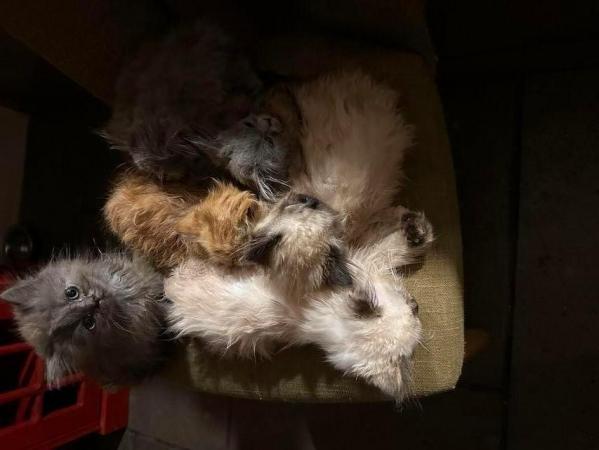 Image 5 of 10 week old Persian kittens available