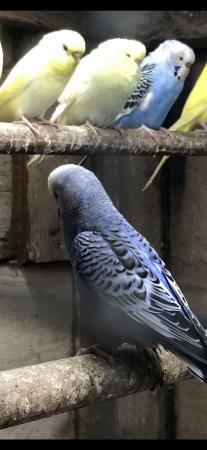 Image 1 of Semi tame baby budgies in various colours