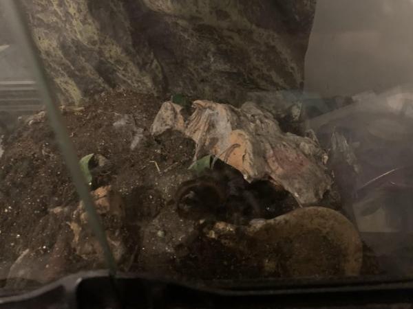 Image 3 of Two tarantulas available full set up