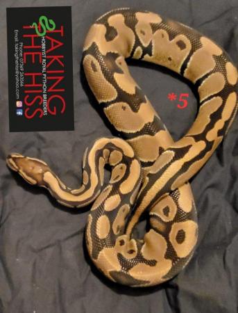 Image 2 of Royal pythons various morphs 2013-2021