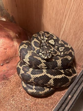 Image 3 of Stunning female carpet python