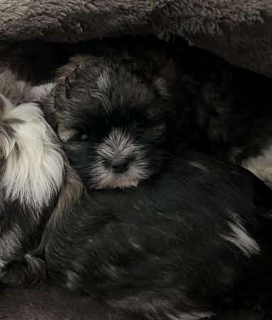 Image 6 of 4 Beautiful Shorkie Puppies for sale - Shih Tzu Cross