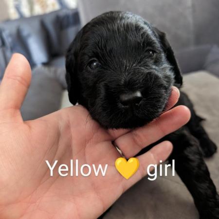 Image 5 of Miniature Labradoodle Puppies