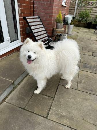 Image 2 of Young Male Samoyed 14 months old needs forever home.