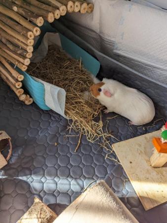 Image 5 of 3 female guinea pigs with full set up