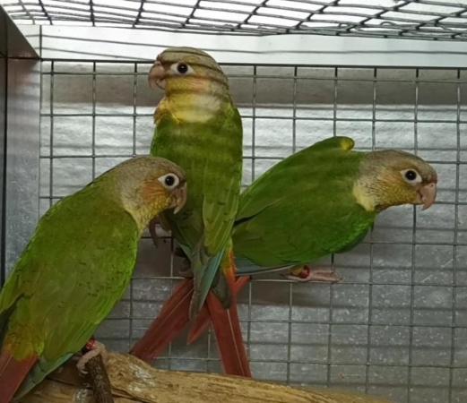 Image 3 of Beautiful healthy conures with dna