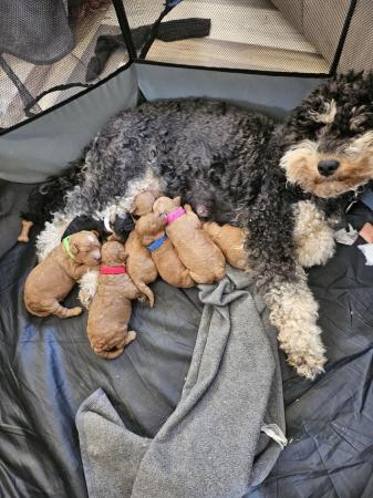 Image 2 of Cavapoo f1b puppies looking for 5* homes