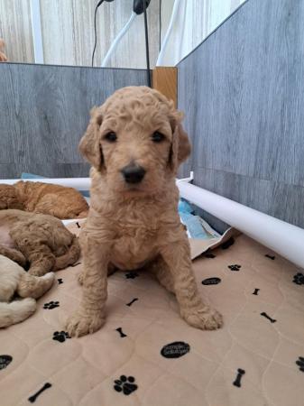 Image 14 of Standard poodle puppies