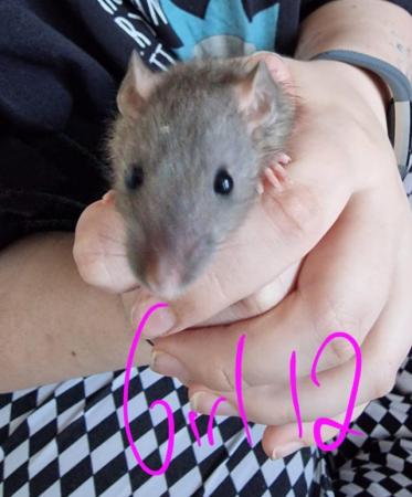 Image 19 of Friendly Female Rat Babies