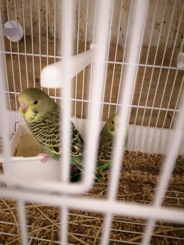 Preview of the first image of Budgies for sale in mid Devon Willand.