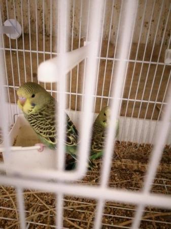 Image 1 of Budgies for sale in mid Devon Willand