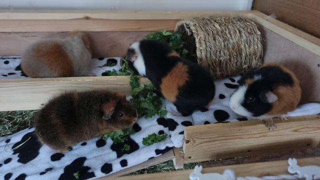 Preview of the first image of Four bonded female guinea pigs for sale.