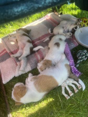 Image 16 of 4 weeks 6 days old . Jack-shitzu puppies . 3 girls 2 boys