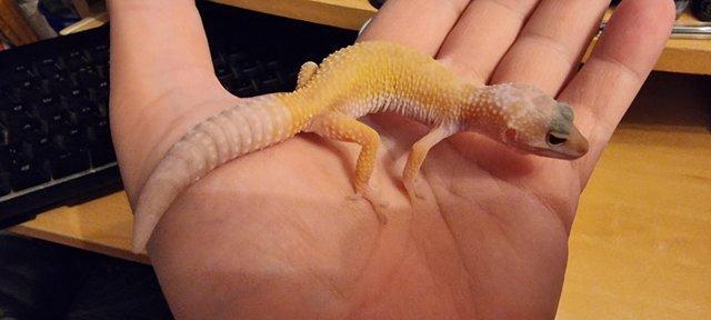 Image 3 of 7x2022 Adult Leopard Geckos £50 each unless stated otherwise