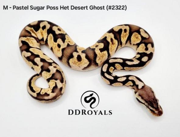 Image 13 of Royal Pythons: Pieds, Desert Ghosts. ADULTS AND HATCHLINGS