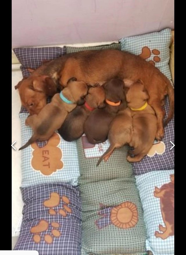Preview of the first image of Smooth dachshund puppies.